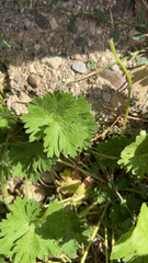 Geranium pusillum