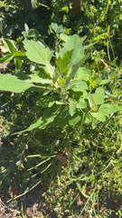 Chenopodium album