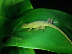 Anolis