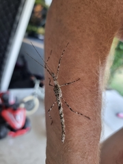 Xeroderus kirbyi