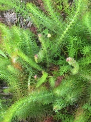 Carum verticillatum