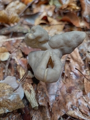Helvella lacunosa