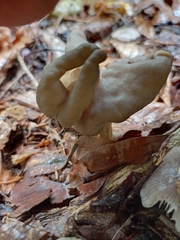 Helvella lacunosa