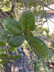 Quercus agrifolia
