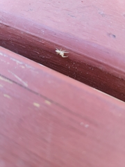 Hentzia mitrata