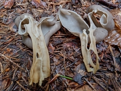 Helvella lacunosa