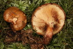 Paxillus involutus