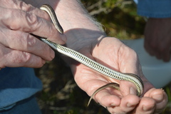 Tropidoclonion lineatum