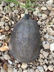 Terrapene carolina major