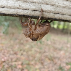 Cicadoidea