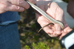 Tropidoclonion lineatum