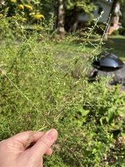Symphyotrichum pilosum pilosum