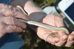 Tropidoclonion lineatum