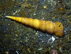 Turritella terebra