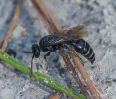 Tiphiinae