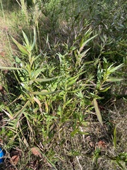 Dichanthelium scabriusculum