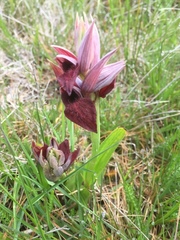 Serapias cordigera