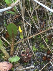 Arnoseris minima