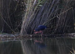 Porphyrio porphyrio