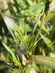 Dichanthelium scabriusculum