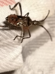 Leptoglossus occidentalis