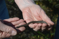 Tropidoclonion lineatum