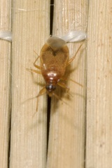 Amphiareus obscuriceps