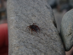 Habronattus borealis