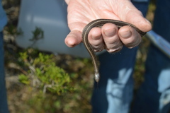 Tropidoclonion lineatum