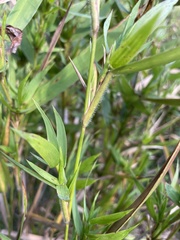 Dichanthelium scabriusculum