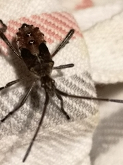 Leptoglossus occidentalis