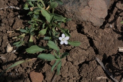 Convolvulus simulans