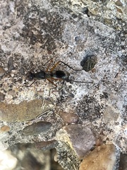 Taeniaptera trivittata