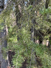 Pinaceae