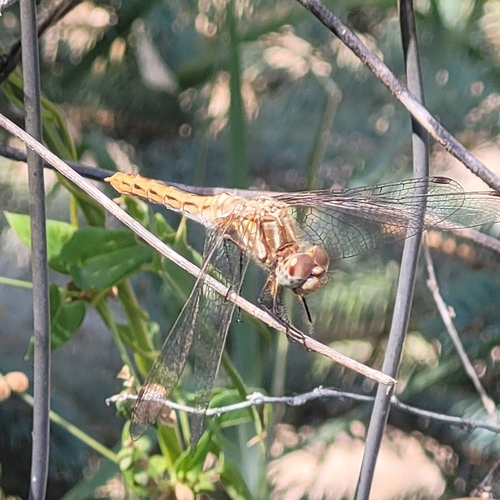 Striped Meadowhawk photo 3