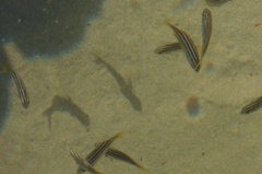 Atypichthys strigatus