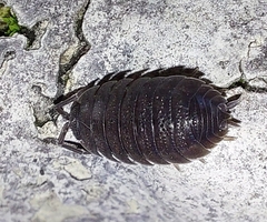 Porcellio scaber