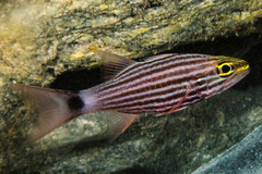 Cheilodipterus macrodon