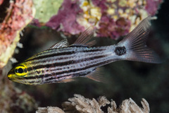 Cheilodipterus macrodon