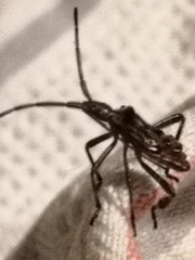 Leptoglossus occidentalis