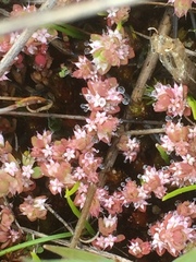 Illecebrum verticillatum