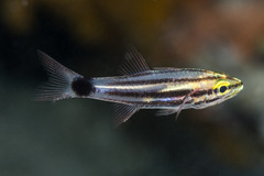 Cheilodipterus macrodon