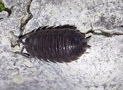 Porcellio scaber