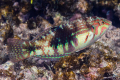 Halichoeres nebulosus