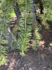 Pinaceae