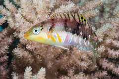 Halichoeres nebulosus