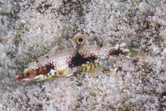 Halichoeres margaritaceus