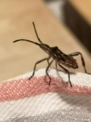 Leptoglossus occidentalis