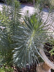 Euphorbia characias
