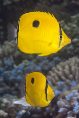 Chaetodon interruptus